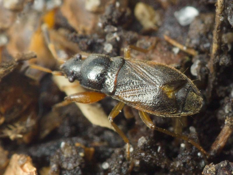 Megalonotus antennatus (Schilling, 1829)
